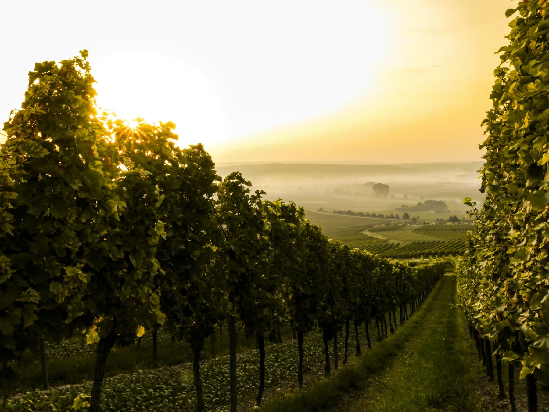 Meet Our Master of Wine & Discover DINR Wine Club Gems